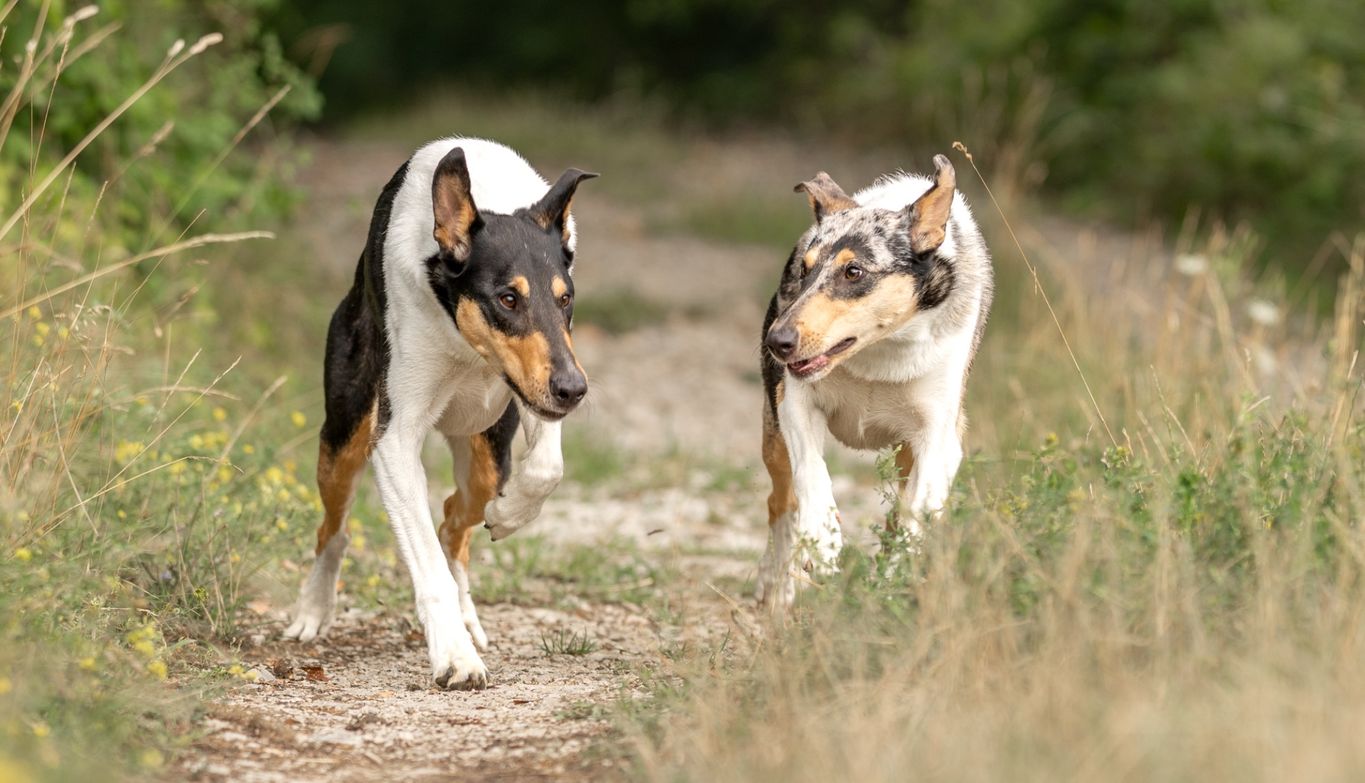 Collie in der Wiese