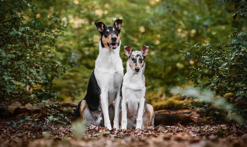 Collie in der Wiese