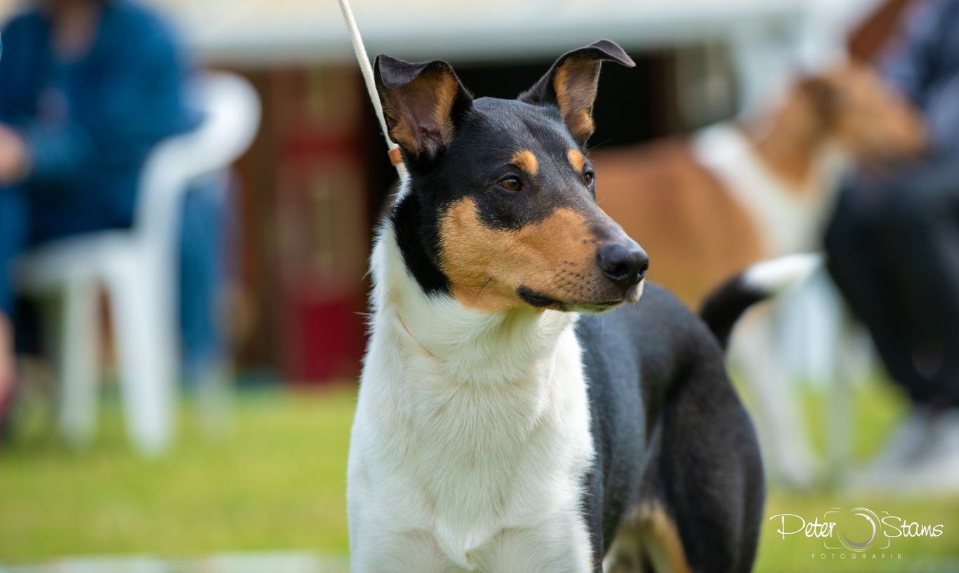 Collie in der Wiese