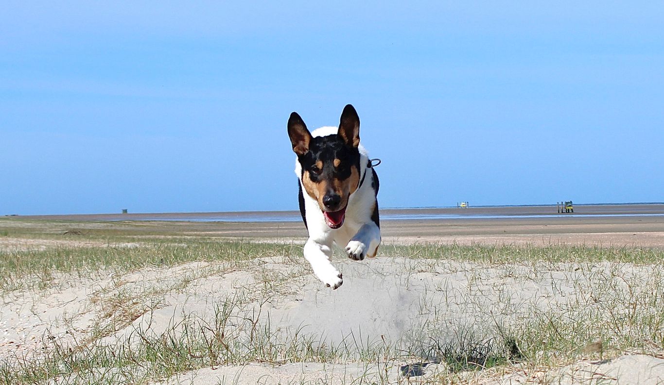 Brodie im Wasser